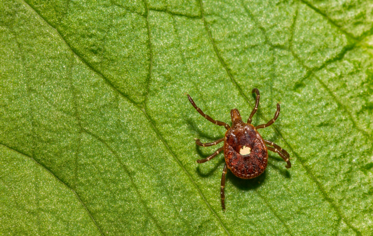 Lone Star Tick on leakf