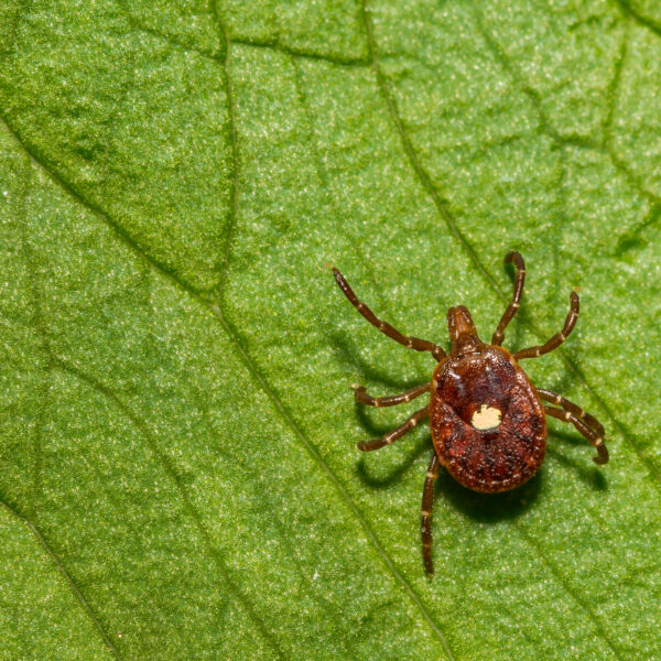 Lone Star Tick on leakf
